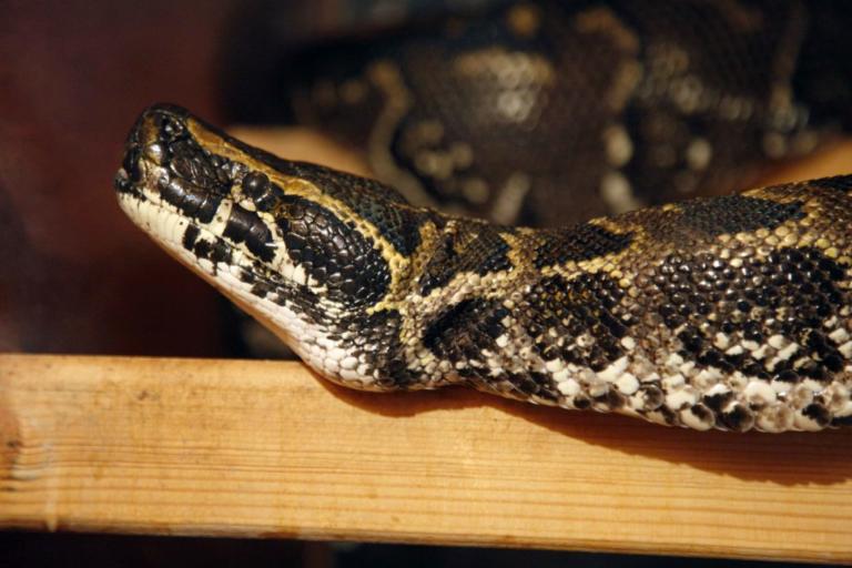 Πήλιο: Οχιά πετάχτηκε και δάγκωσε μωρό – Δεν είχαν αντιοφικό ορό στο νοσοκομείο – Ξεσπάει η γιαγιά του