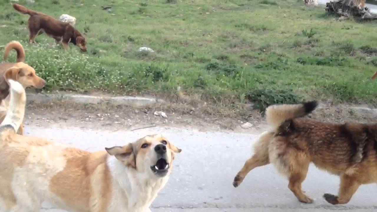 Βόλος: Αθλήτρια έπεσε θύμα άγριας επίθεσης από αδέσποτα ζώα (φωτο- βίντεο)