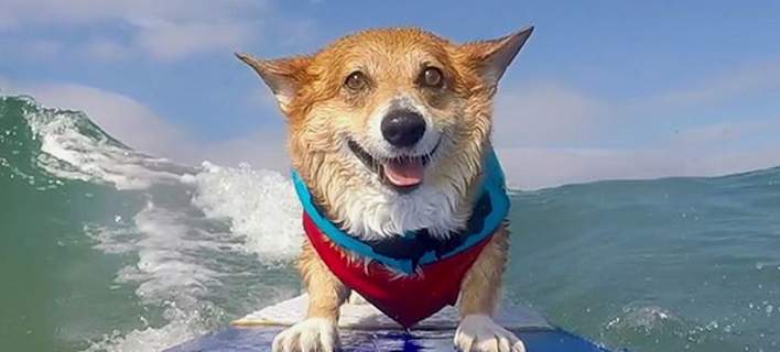 Δείτε το σκύλο- surfer που έχει τρελάνει το Instagram (φωτο- βίντεο)