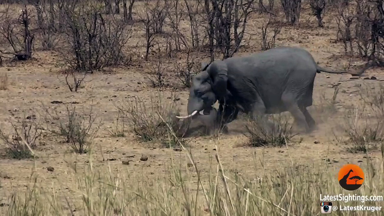 Βίντεο: Ελέφαντας σκοτώνει βίαια έναν βούβαλο