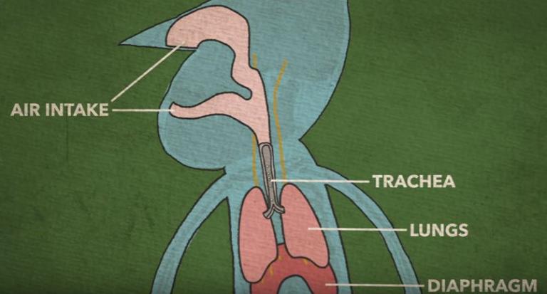 Είχε λόξιγκα επί 69 χρόνια- Ποιοι λόγοι μπορούν να προκαλέσουν επίμονο λόξιγκα; (βίντεο)