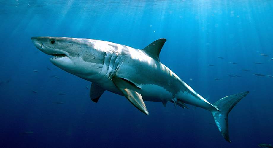 Λευκός καρχαρίας πιάστηκε στα δίχτυα ψαράδων στο Αιγαίο! – Τον ξαναέριξαν στην θάλασσα – Ήταν ακόμα ζωντανός