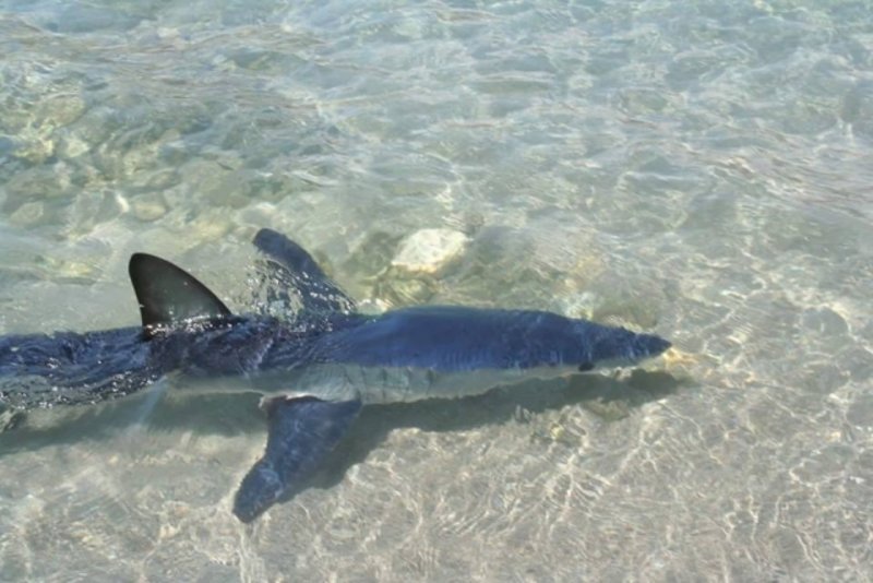 Καρχαρίας εθεάθη να κολυμπά στα ρηχά σε παραλία της Κρήτης! (βίντεο)