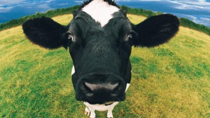 Κοπάδι αγελάδων κυνηγάει ανελέητα κλέφτη αυτοκινήτων (βίντεο)