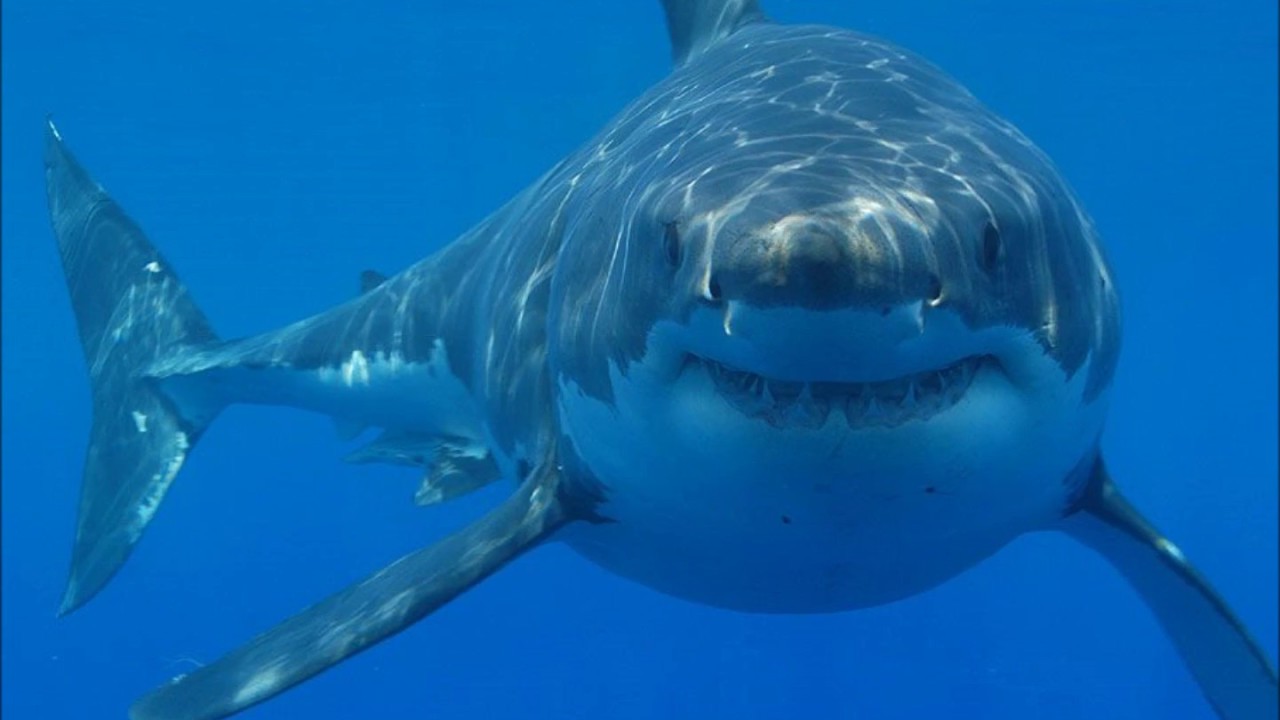 Αιγαίο: Ψαράδες έπιασαν λευκό καρχαρία – Φόβος και τρόμος στη θάλασσα
