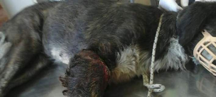 Λαμία: Βασάνισαν αδέσποτο σκυλάκι – Να συλληφθούν τα κτήνη που το έκαναν (φωτό)