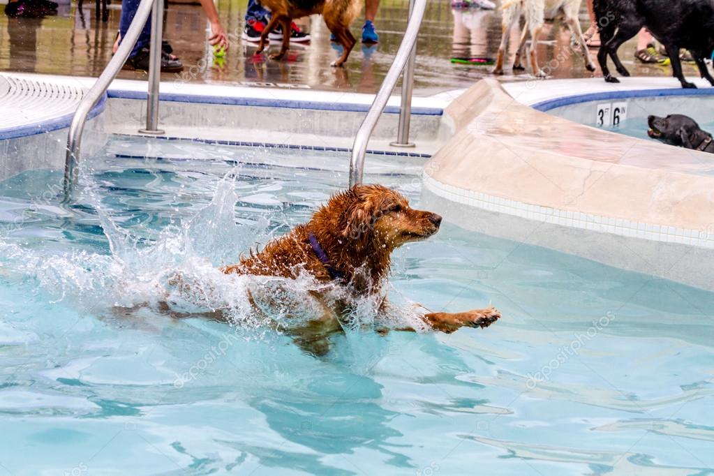 Τελευταία στιγμή έσωσε το σκυλί του που είχε πέσει στην πισίνα (βίντεο)