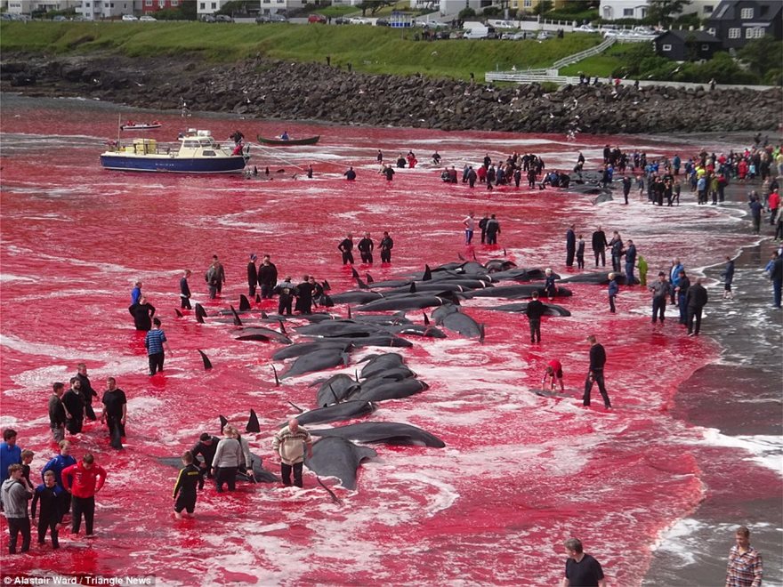 Η θάλασσα βάφτηκε κόκκινη από τη σφαγή 180 φαλαινών στα Φερόε (σκληρές εικόνες)