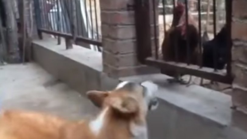 Οι κότες έβαλαν τον σκύλο στη θέση του! (βίντεο)