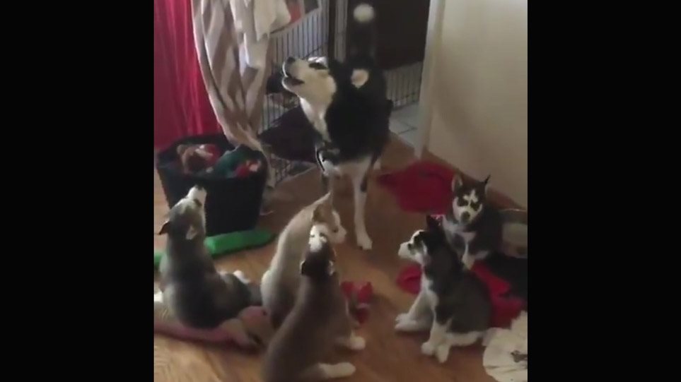 Σκυλίτσα μαθαίνει τα κουτάβια της να γρυλίζουν! (βίντεο)