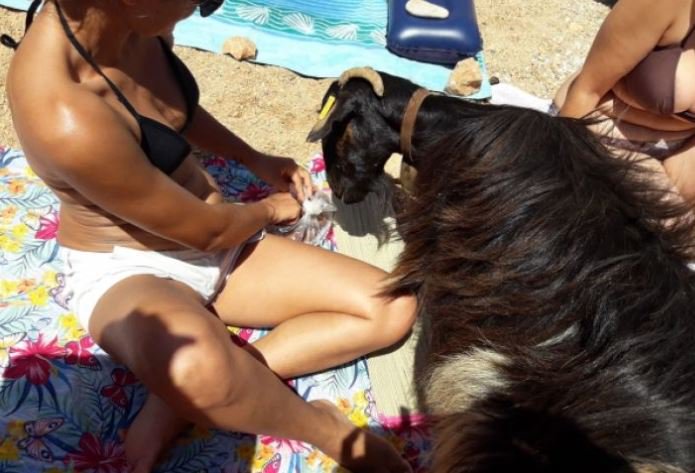 Κατσίκα κατέβηκε για μπάνιο σε γνωστή παραλία της Κρήτης! (βίντεο)
