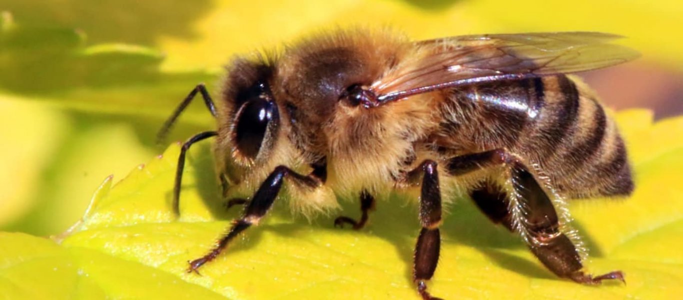 Έρευνα: Μπορεί μια μέλισσα να σταματήσει την παγκόσμια εξάρτηση από τα πλαστικά;