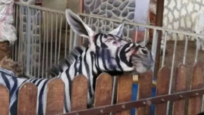 Έβαψαν ασπρόμαυρο ένα γαϊδούρι για να μοιάζει με ζέβρα σε ζωολογικό κήπο στην Αίγυπτο! (φώτο-βίντεο)
