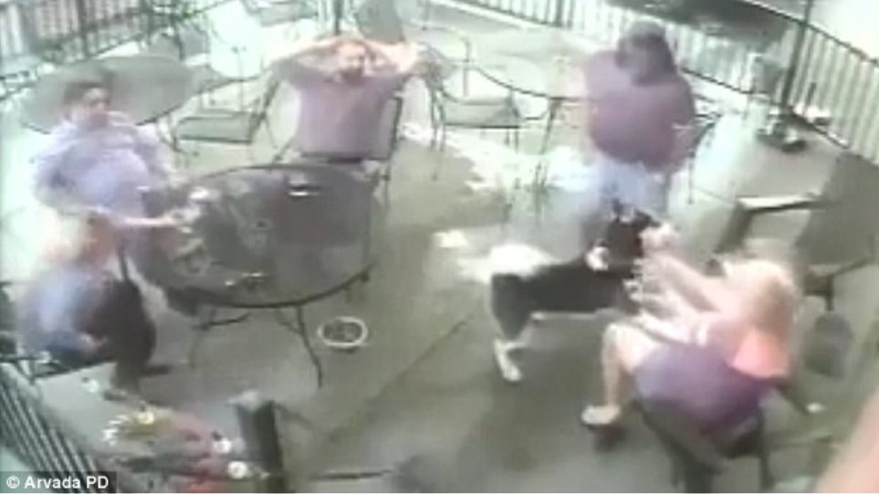 Σκληρό βίντεο: Χάσκι αρπάζει από το πρόσωπο γυναίκα μέσα σε εστιατόριο