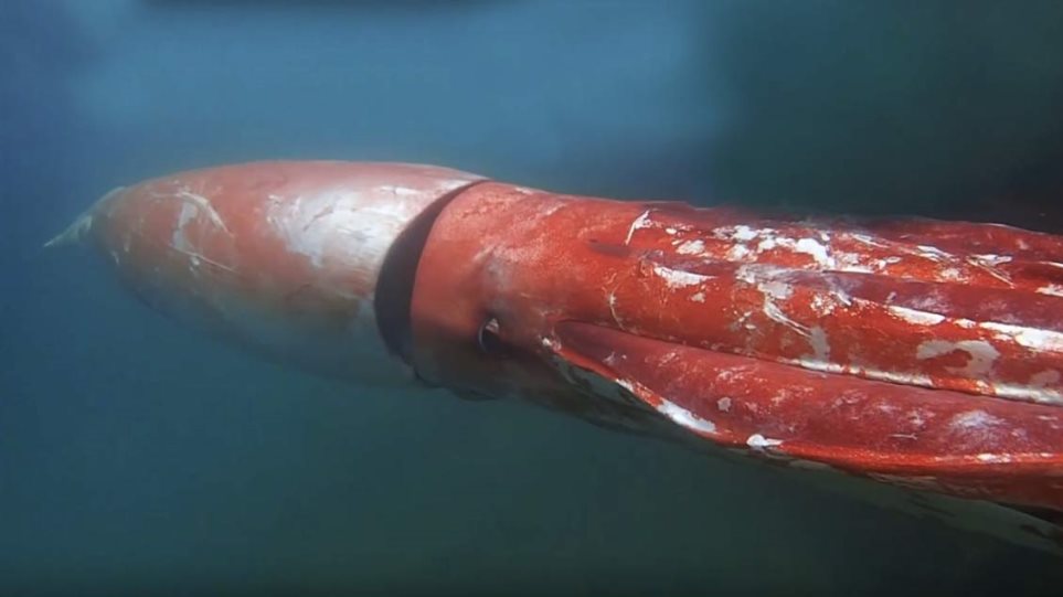 Γιγαντιαίο καλαμάρι κράκεν εμφανίστηκε στη Νέα Ζηλανδία (φωτό)