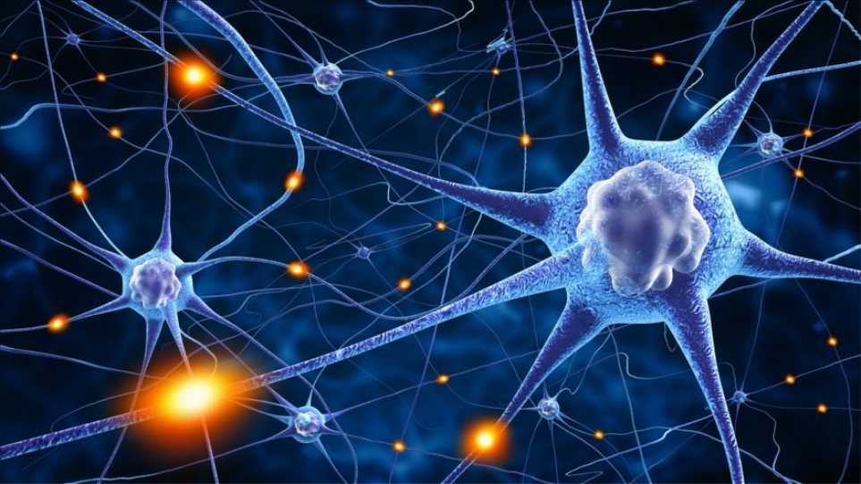 Επανάσταση στην ιατρική: Ανακαλύφθηκε κύτταρο που υπάρχει μόνο στον ανθρώπινο εγκέφαλο!
