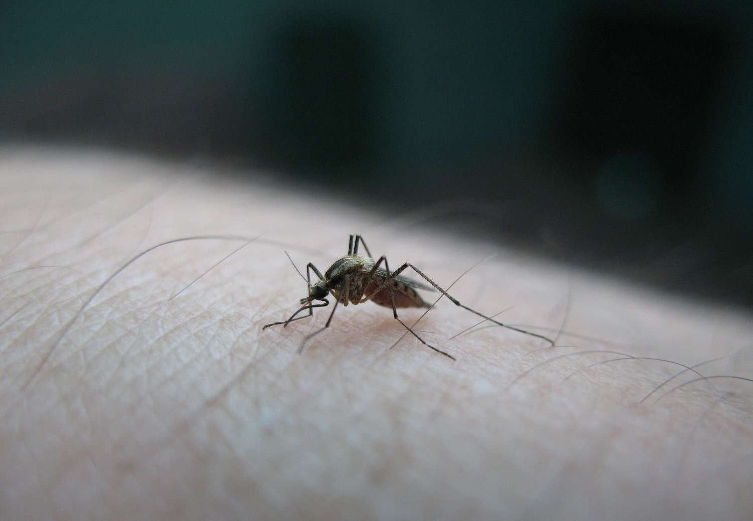 Ιός Δυτικού Νείλου: Προειδοποίηση για ψεκασμούς κατά των κουνουπιών