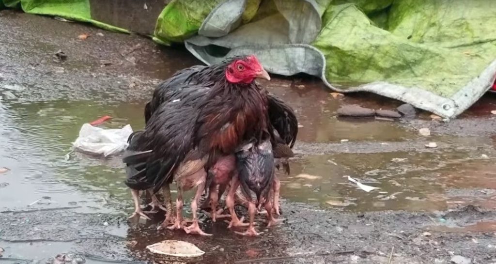 Η μητέρα της χρονιάς είναι μια …κότα -To συγκινητικό βίντεο που έγινε viral