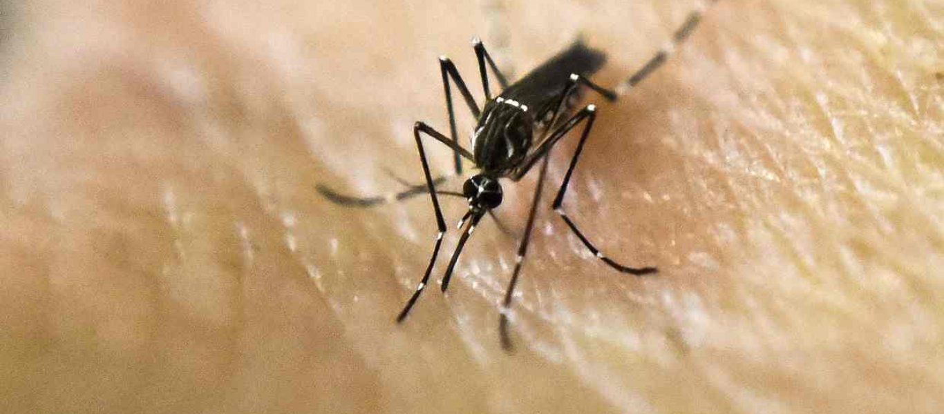 Επαναστατική μέθοδος ελέγχου των κουνουπιών ξεκινά στην Ελλάδα – Στειρώνουν τα επικίνδυνα κουνούπια «τίγρεις»