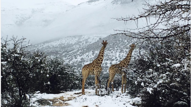 Νότια Αφρική: Η απρόσμενη χιονόπτωση ξάφνιασε την άγρια ζωή! (βίντεο)