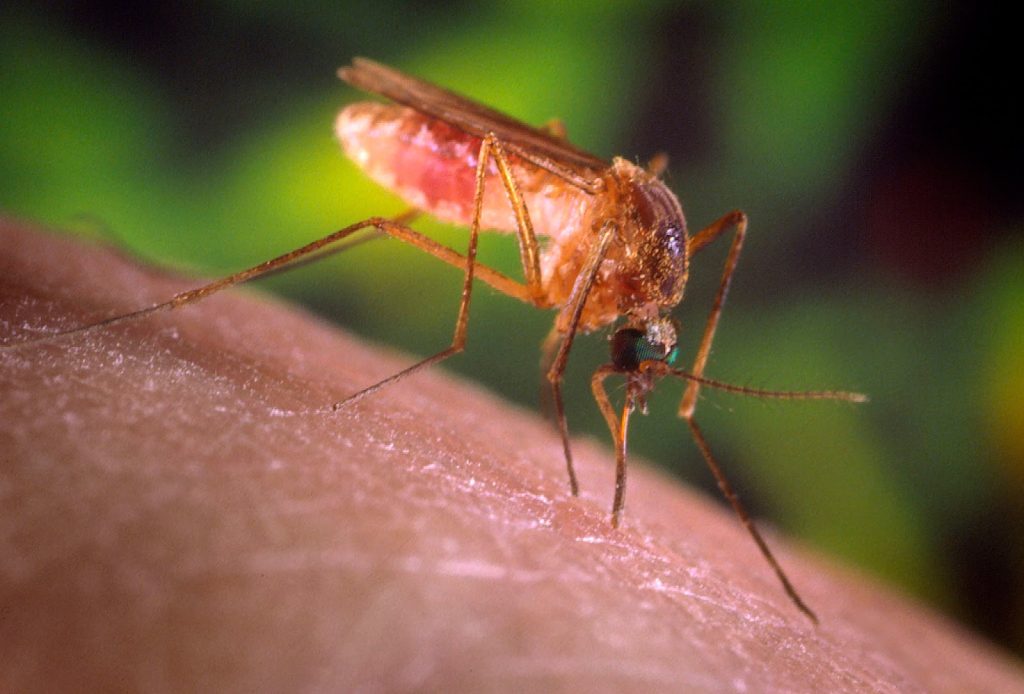 Το μυστικό για να κρατάς μακριά τα κουνούπια