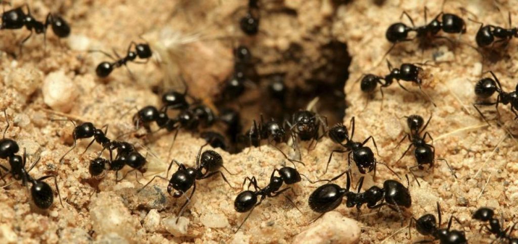 Eκατοντάδες κόκκινα μυρμήγκια… ξεκοκαλίζουν μία σαύρα (βίντεο)