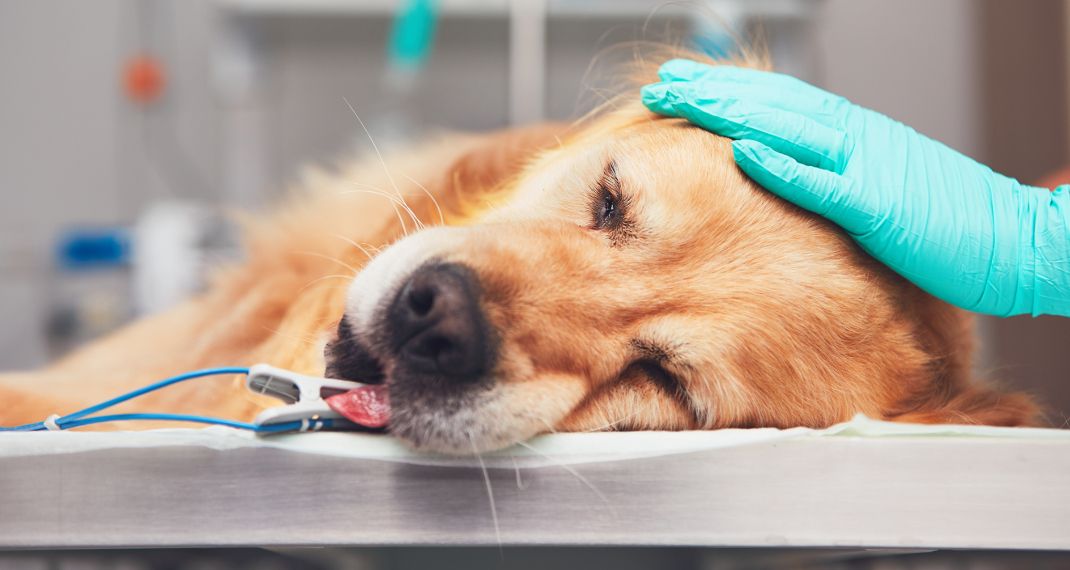 Τι θέλει ένας σκύλος λίγο πριν πεθάνει -Ενας κτηνίατρος αποκαλύπτει την τελευταία επιθυμία…