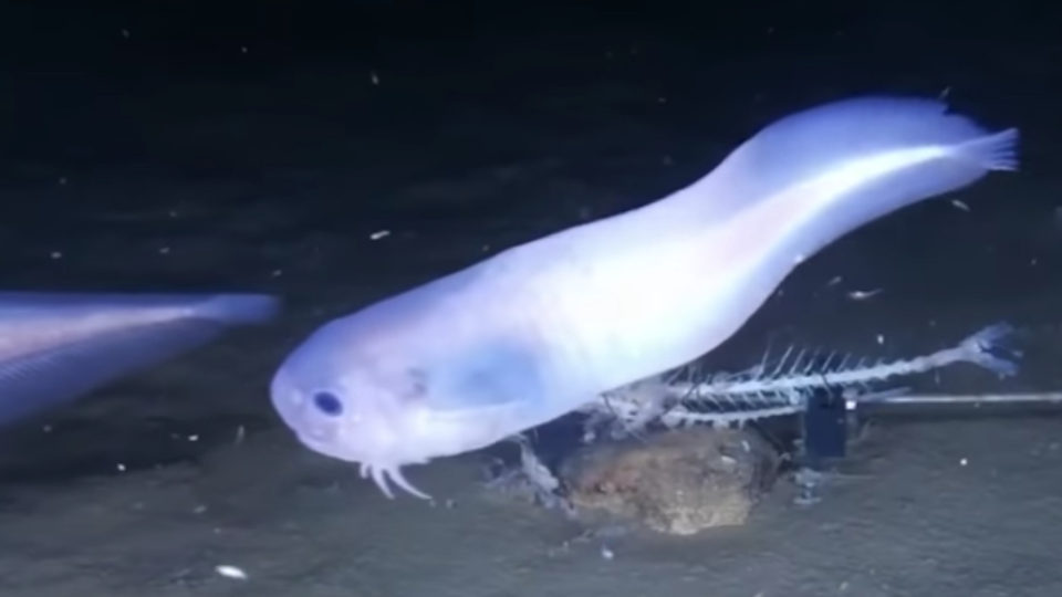 Ανακαλύφθηκε νέο είδος ψαριού σε βάθος 6.400 μέτρων (φωτό-βίντεο)