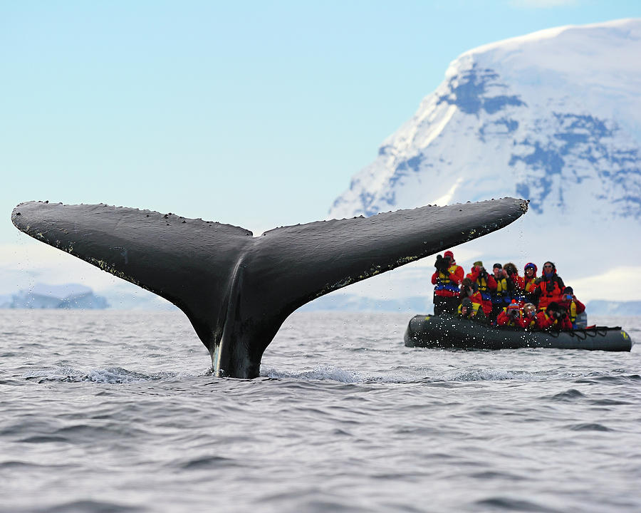 Καναδάς: Πελώρια φάλαινα χτυπά με την ουρά της φουσκωτό! (βίντεο)