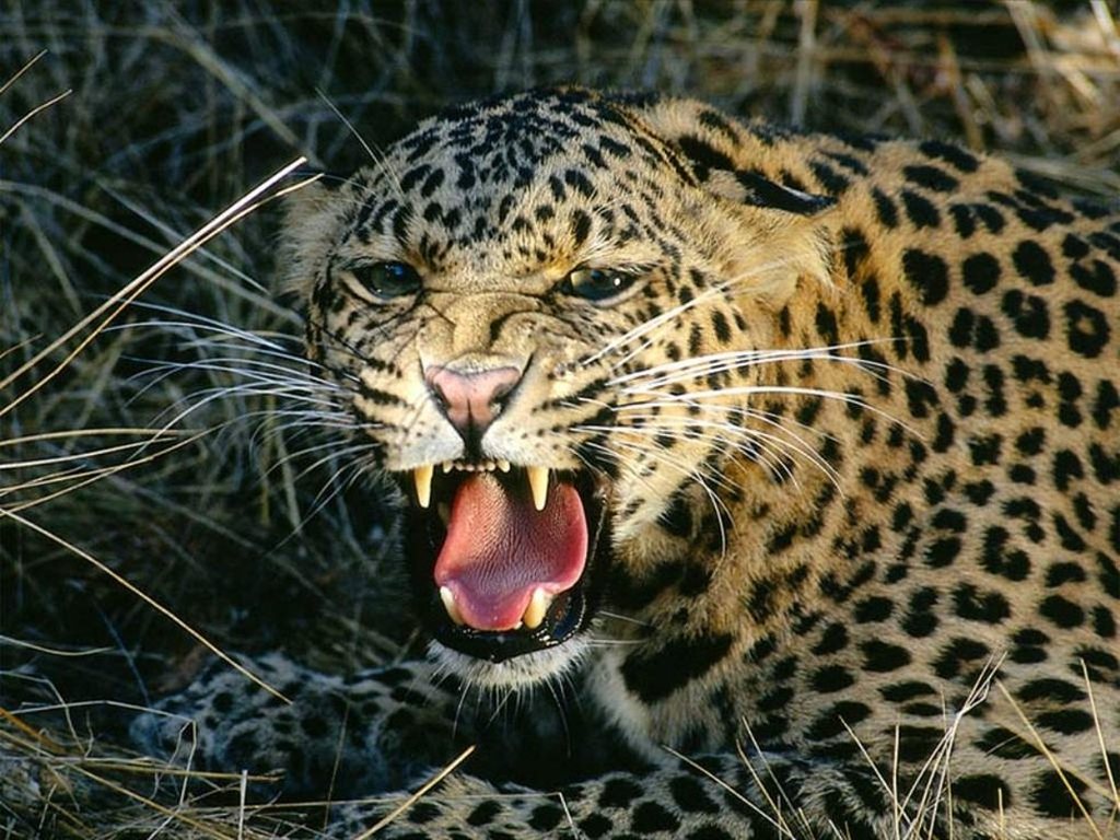 Πόζαρε με νεκρή λεοπάρδαλη – Γενική κατακραυγή για αμερικανίδα κυνηγό (φωτό)