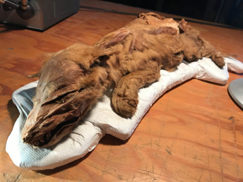 Καναδάς: Λύκος ηλικίας 50.000 ετών διατηρήθηκε στον πάγο (φώτο-βίντεο)
