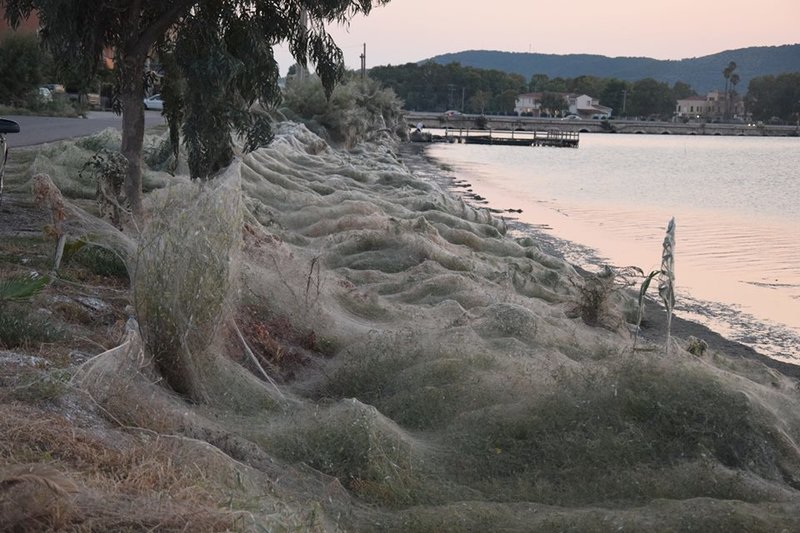 Αιτωλικό: Πέπλο αράχνης σκέπασε 300 μέτρα βλάστησης (φώτο)