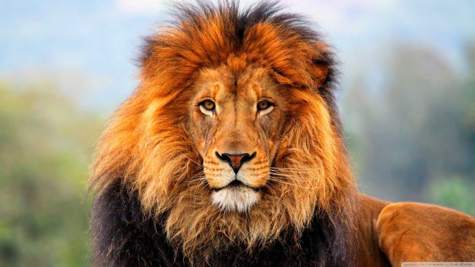 Αναυδοι οι επισκέπτες: Λιοντάρι κατέρρευσε σε ζωολογικό κήπο – Bίντεο