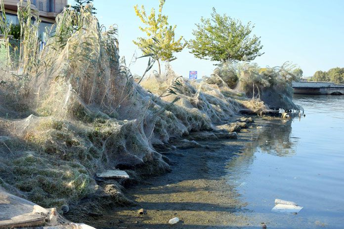 Συνεχίζουν ακάθεκτες οι αράχνες στο Αιτωλικό – Κάλυψαν με ιστό μέχρι και βάρκες! (φώτο)