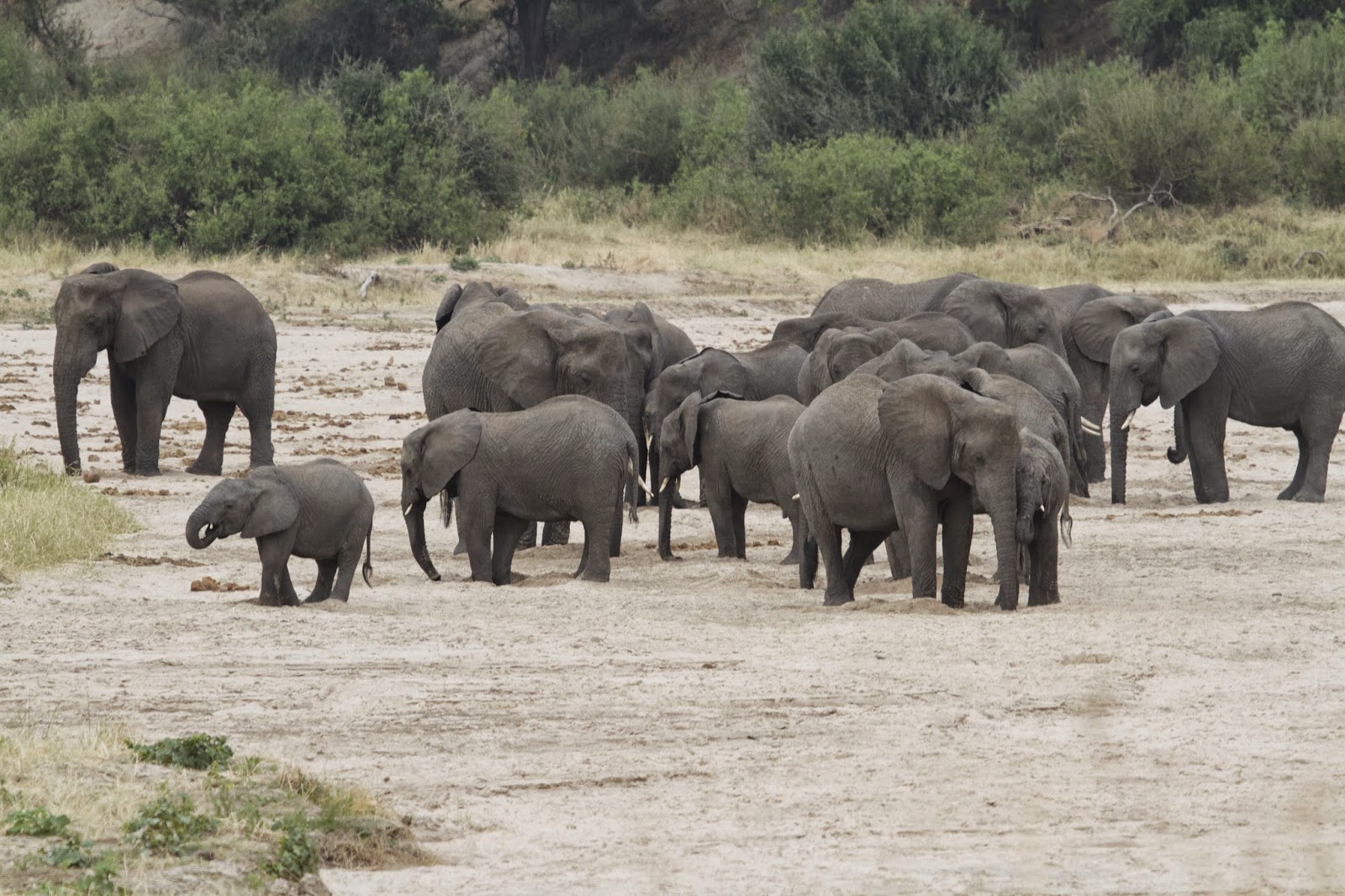 300 ελέφαντες αποχαιρετούν για τελευταία φορά τον νεκρό αρχηγό τους (βίντεο)