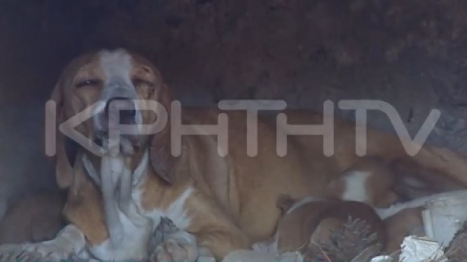 Κρήτη: Κτήνη έκλεισαν σκυλίτσα με τα κουτάβια της σε αναμμένο φούρνο! (βίντεο)