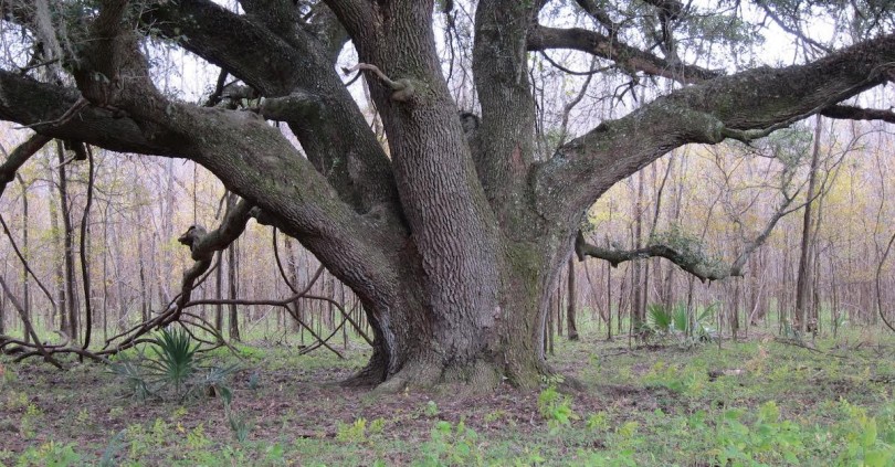 Το μυστήριο του Roanoke – Το 1587 εξαφανίστηκαν 115 άνθρωποι αφήνοντας μόνο χαραγμένη μια λέξη σε ένα δέντρο (φωτο)