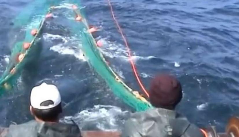 Έβρος: Παράξενο ψάρι έπιασαν στον Έβρο -Εικάζεται ότι πρόκειται για πιράνχας (βίντεο)
