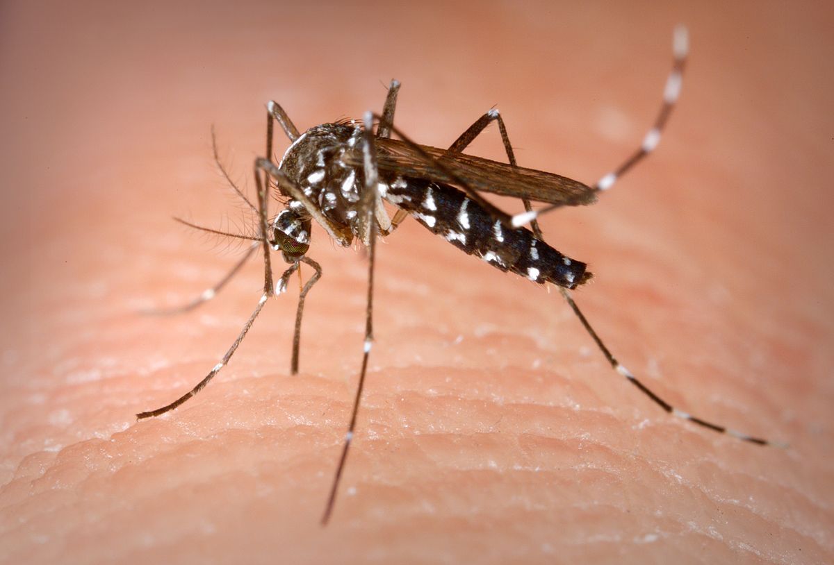 Αυτές οι ασθένεις μεταδίδονται στον άνθρωπο από τα κουνούπια – Ποιες χώρες είναι «πρωταθλήτριες»