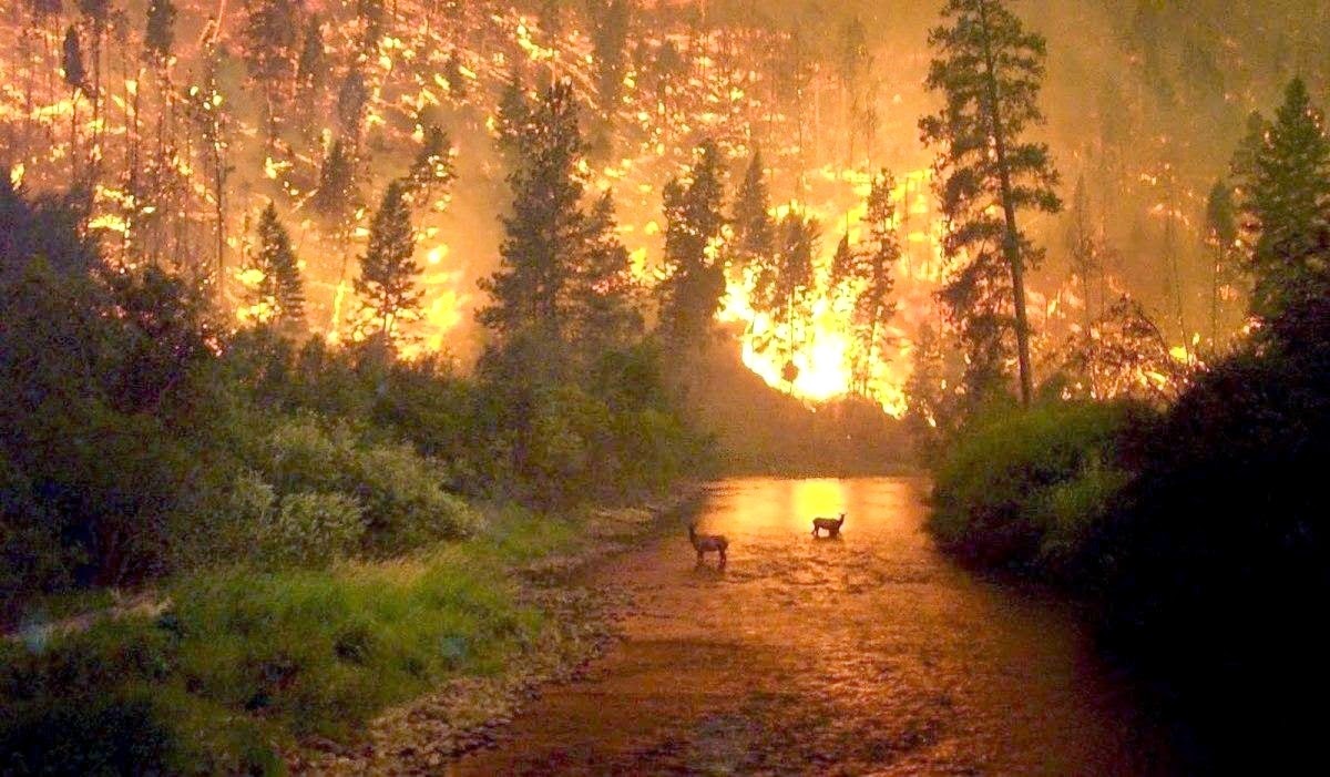 Κάψαμε την χώρα μας: Πάνω από 16 εκατομμύρια στρέμματα δασών έχουν κάψει οι φωτιές στην Ελλάδα από το 1980