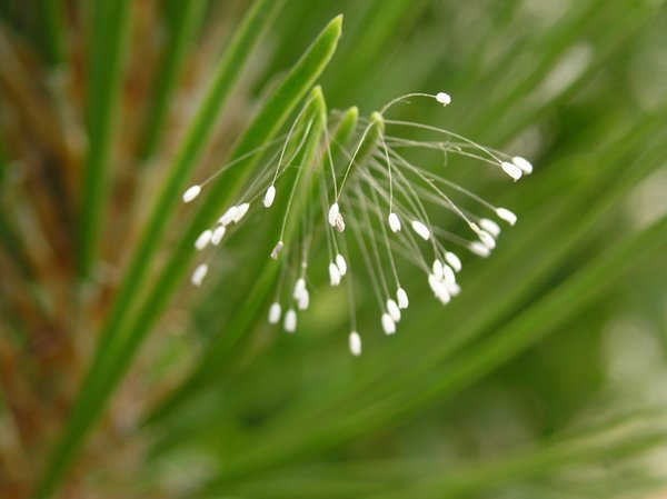 Δείτε το «τυχερό λουλούδι από τον ουρανό» που ανθίζει κάθε 3.000 χρόνια (φώτο)