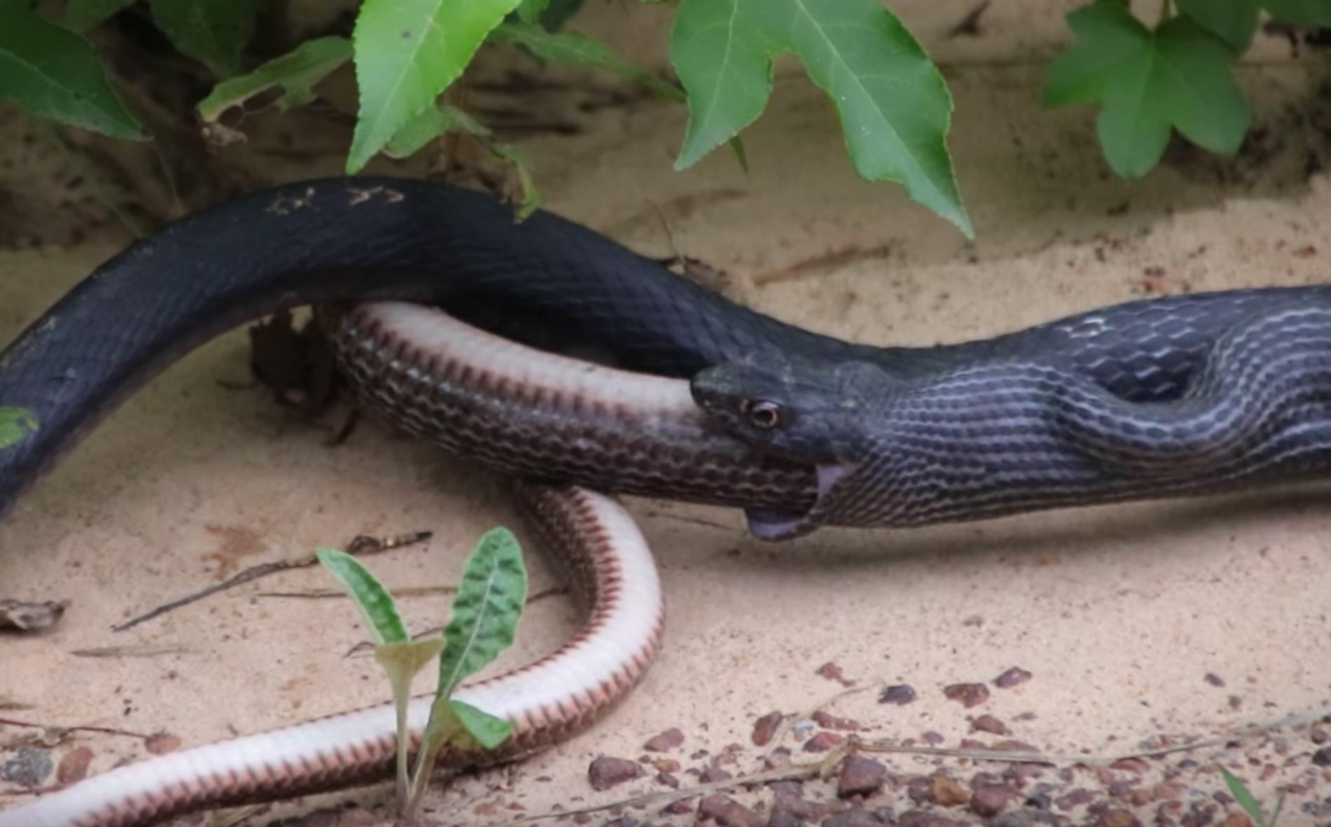Η ανατριχιαστική στιγμή που φίδι «φτύνει» φίδι ίδιου μεγέθους (βίντεο)