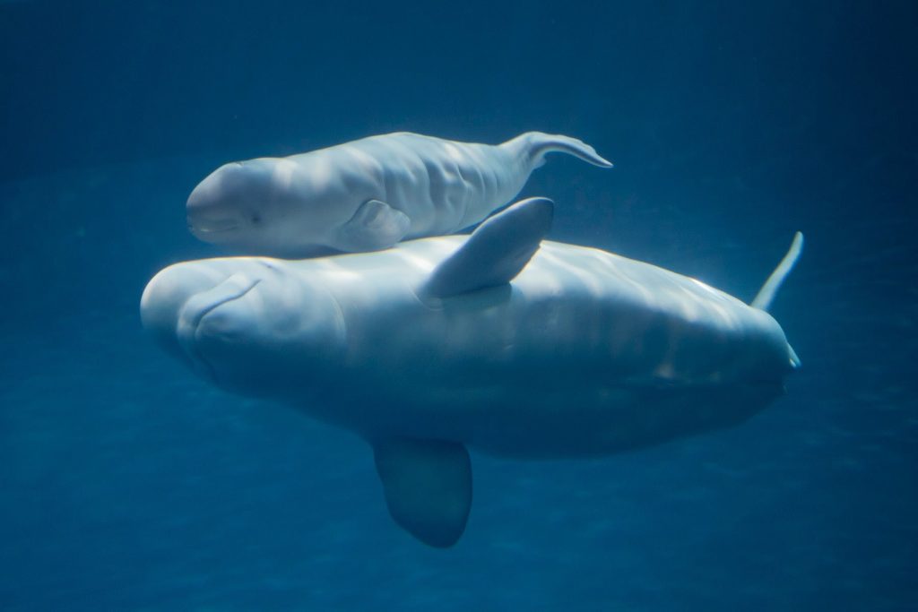 Σπάνιο θέαμα: Φάλαινα Μπελούγκα κολυμπάει στον Τάμεση [βίντεο]