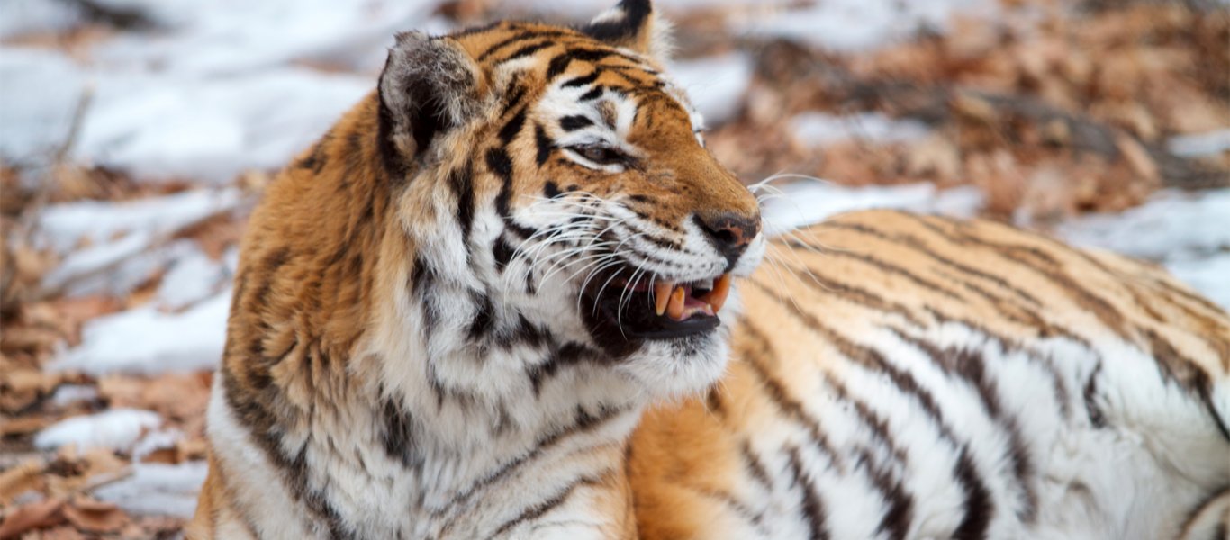 Τίγρης κατέρρευσε την ώρα του show-Τρομοκρατημένοι οι θεατές έβλεπαν το ζώο να τρέμει (βίντεο, φωτό)