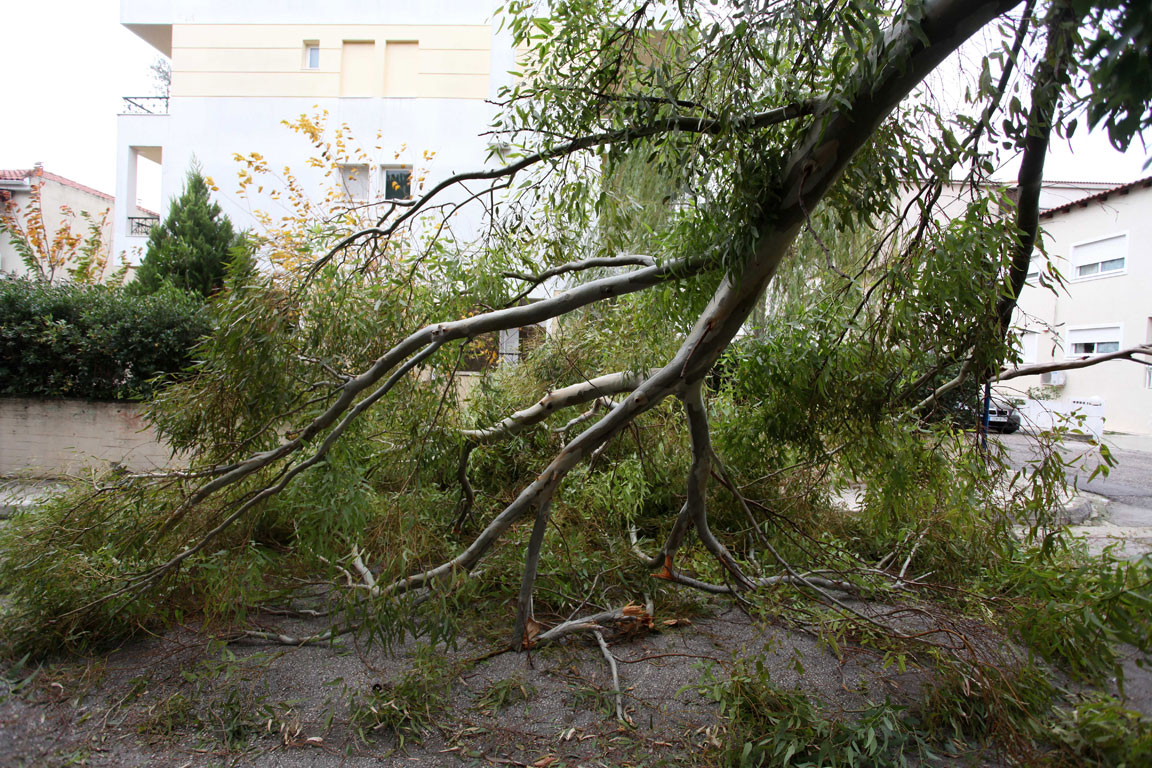 Κινδύνευσαν μαθητές στο Ίλιον από την κακοκαιρία – Ξεριζώθηκε δέντρο στα πόδια τους
