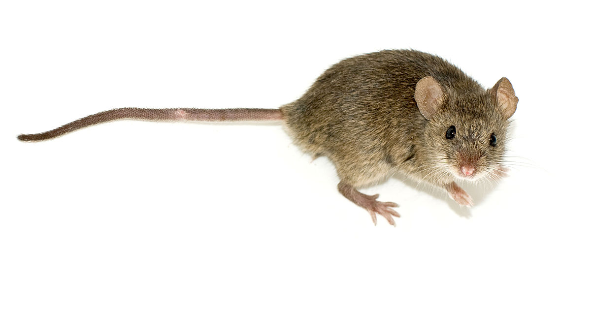 Για πρώτη φορά μεταδόθηκε ηπατίτιδα Ε από ποντίκι σε άνθρωπο – Παγκόσμια ανησυχία 