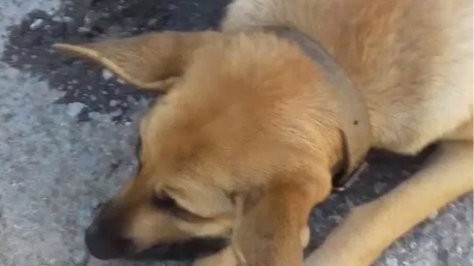 Wanted: Επικύρηξαν για 2.000 ευρώ τα κτήνη που σκότωσαν έγκυο σκυλίτσα στα Χανιά