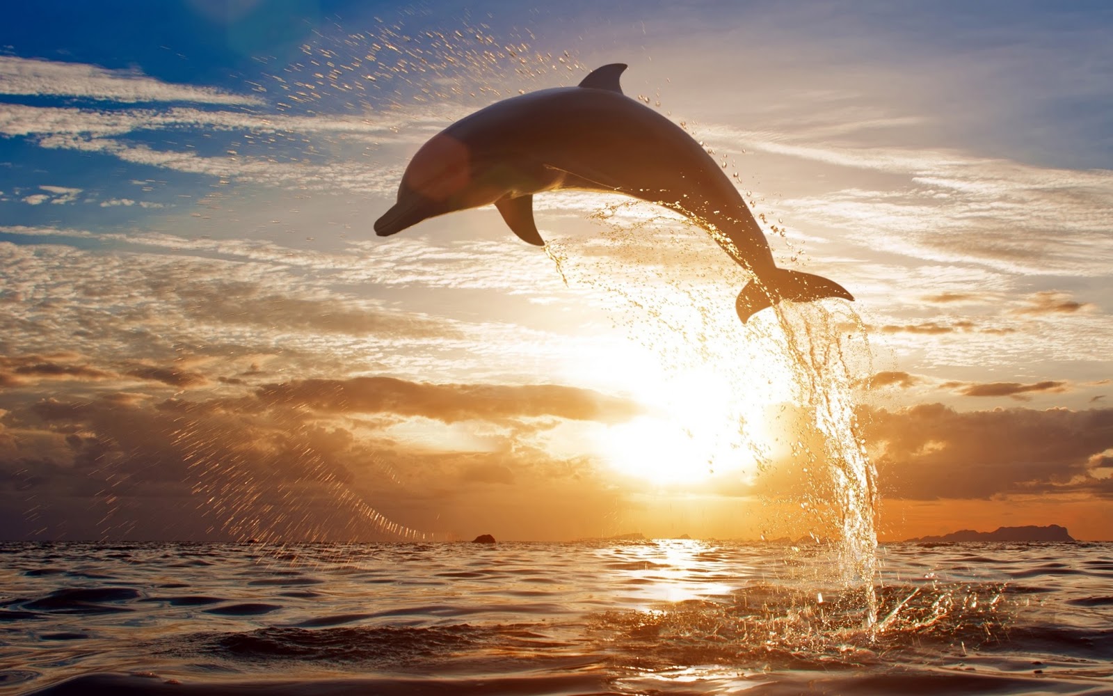 Κινητοποίηση για τη σωτηρία δελφινιού που βγήκε σε παραλία στο νομό Ηλείας (φωτό, βίντεο)