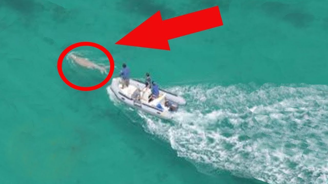 Βίντεο: 5 θαλάσσια πλάσματα που δεν θα πιστεύετε ότι είναι αληθινά!