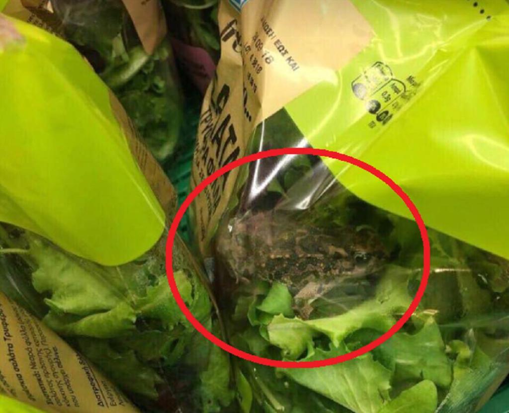 Τι απέγινε τελικά ο βάτραχος που βρέθηκε μέσα στη συσκευασμένη σαλάτα  (φώτο)